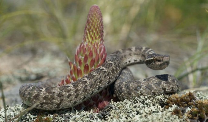 Самые опасные змеи в России (5 фото)