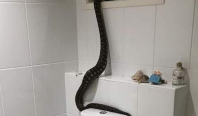 В Австралии семья обнаружила ночью в своей ванной гигантского питона (4 фото)