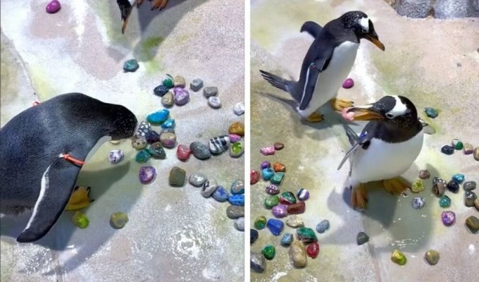 В Сети показали, как мило пингвины добиваются внимания партнера (2 фото + 1 видео)