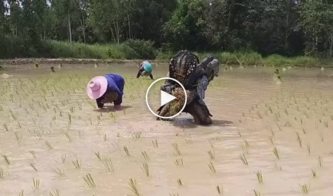 Когда посадка риса оказалась сложнее, чем охота на людей