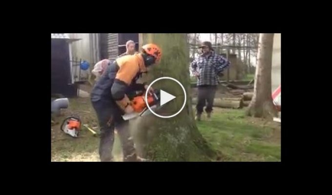 Техника валки огромного дерева