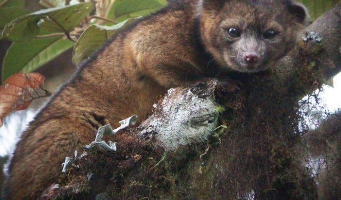 Обнаружен новый вид хищников Колумбии и Эквадора - Олингито (8 фото + видео)