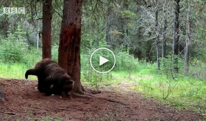 Медведи покорили интернет своими артистичными танцами на пилоне