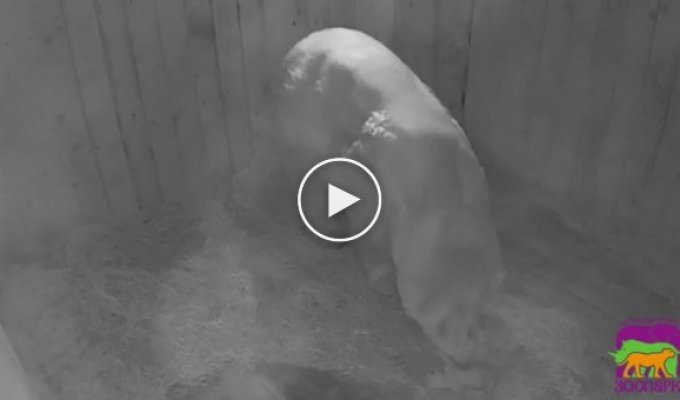 Впервые за 32 года в Ростовском-на-Дону зоопарке родился белый медвежонок