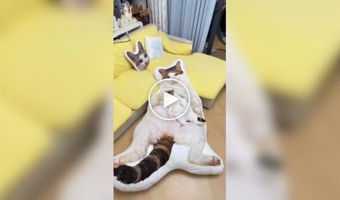 В Китае стали популярны гигантские подушки в виде домашних животных