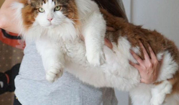 Самсон - самый крупный кот Нью-Йорка (9 фото)