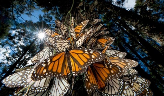 Миграция бабочек – монархов (25 фото)