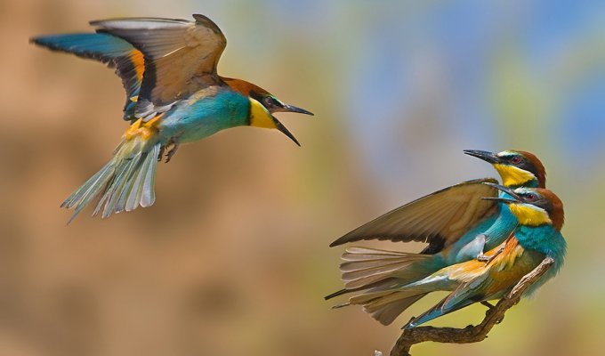 Удивительные фотографии птиц Яки Зандера (47 фото)