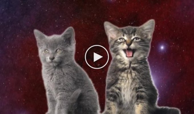 Лучший антидепрессант от Enjoykin! Space Cats - Magic Fly