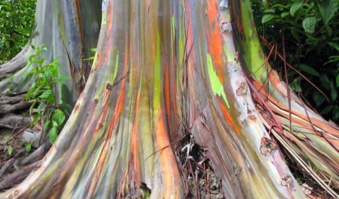 Rainbow Eucalyptus ( Радужный Эвкалипт) (7 фото)