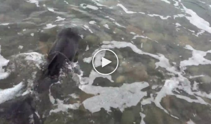 Собака Лея увидела дельфиненка на берегу и спасла этим ей жизнь