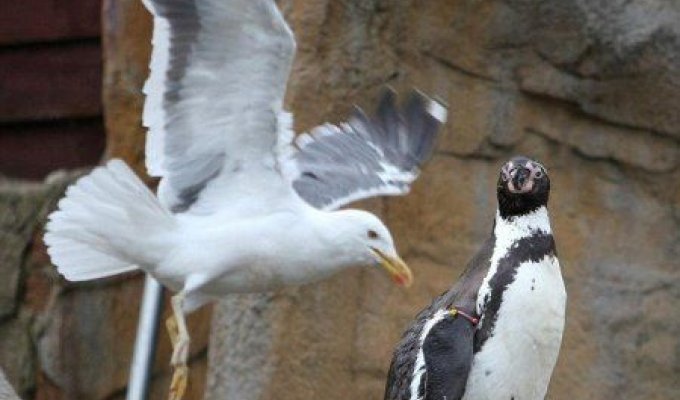 Гопник и пингвин (3 фотографии)