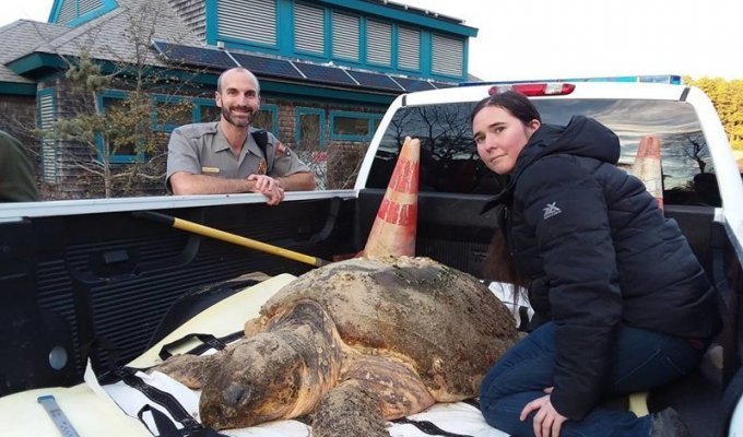 Американские экологи обнаружили сотни морских черепах, замерзших насмерть у берегов Кейп-Кода (3 фото)