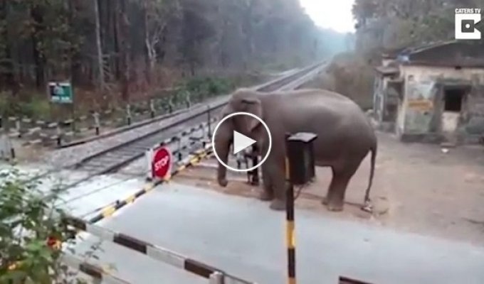 Сообразительный слон продемонстрировал мастерство преодоления шлагбаумов