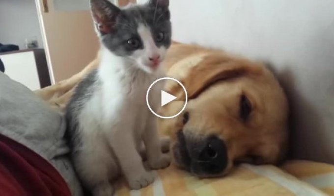 Активный котенок против ленивого пса