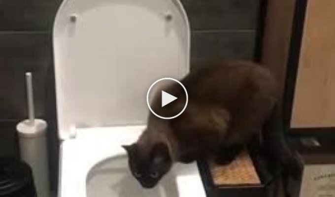 Как приличные коты ходят в туалет
