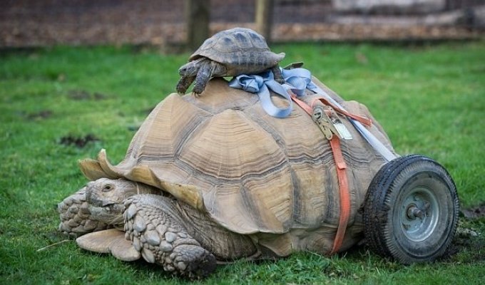 Самец черепахи стал инвалидом после 2-месячного секс-марафона (4 фото)