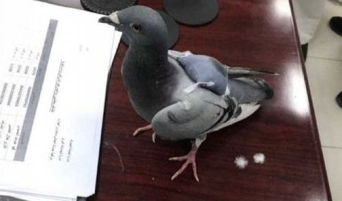 В Кувейте задержан голубь-контрабандист (2 фото)