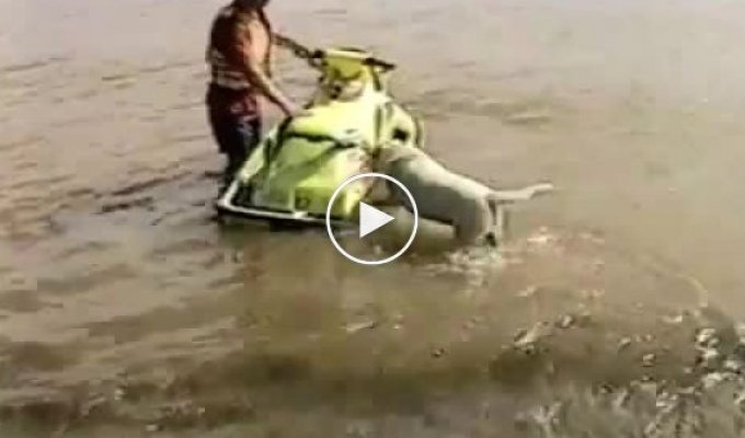 Собака и водный мотоцикл