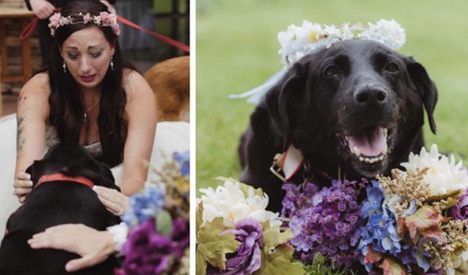Умирающий пес из последних сил противостоял болезни, чтобы увидеть свадьбу своей хозяйки (9 фото)