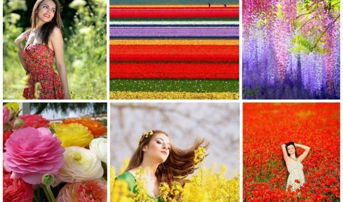 Цветочные туры мира - буйство красок и красоты (36 фото)