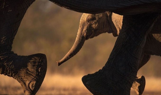 Всемирный день слонов 2020 (20 фото)