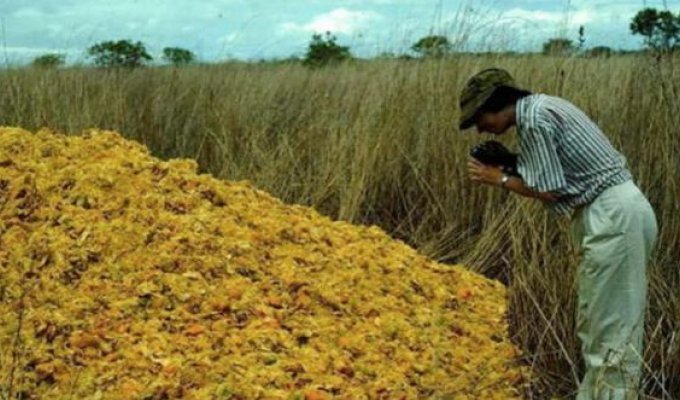 Апельсиновые корки помогли восстановить экосистему вырубленного леса (3 фото)
