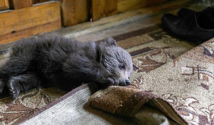 В Борисовском районе на ферме поселился медвежонок, назвали Василисой (7 фото)