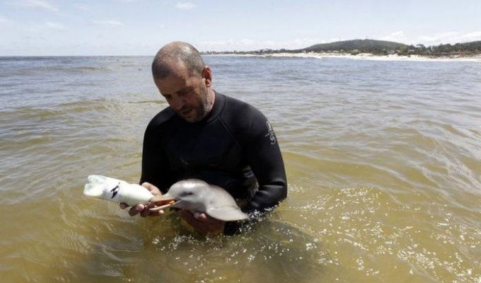 Спасенный детеныш дельфина (8 фото)