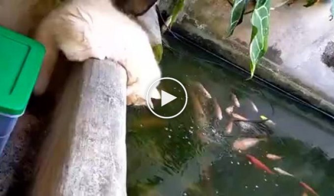 Котенок решил провести объяснительную работу с рыбками в аквариуме