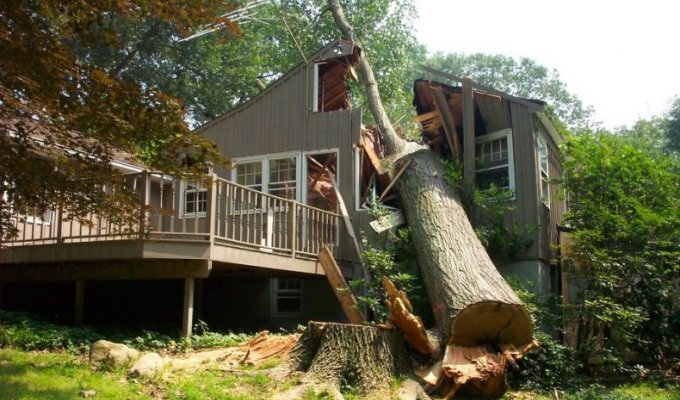  Дерево упало на дом (3 Фото)