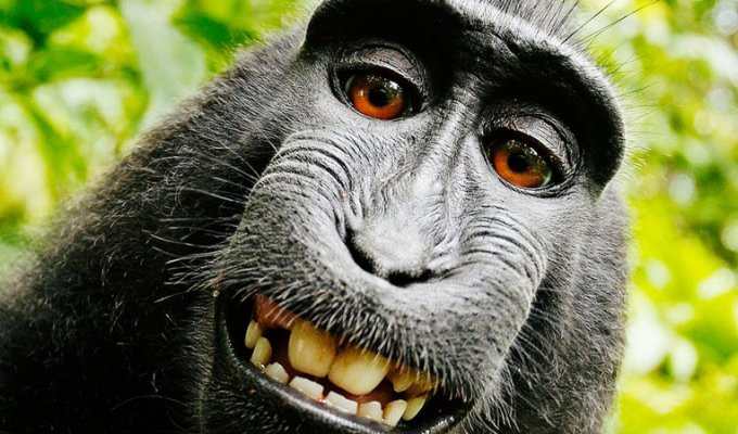 Фотограф разорился, судясь с обезьяной за авторское право (5 фото)