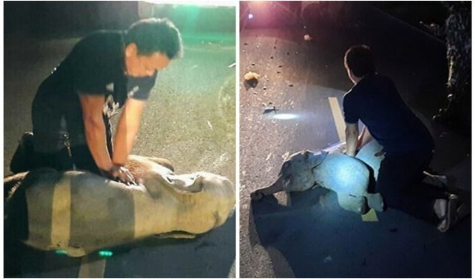 Тайский сотрудник скорой помощи спас сбитого мотоциклом слоненка (7 фото + 1 видео)