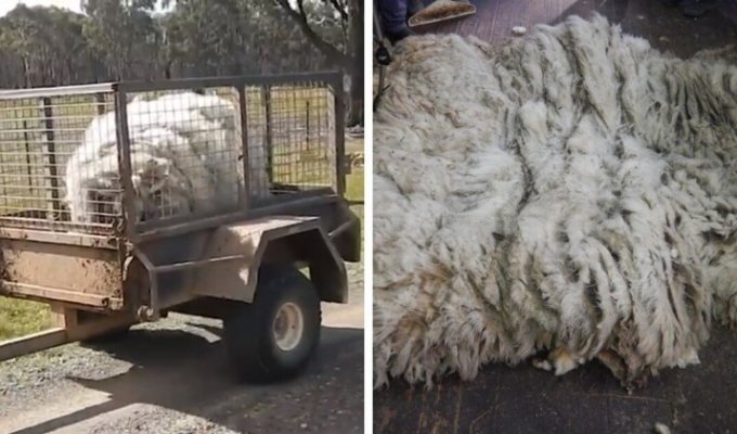 В Австралии овцу спасли от собственной шерсти (7 фото)