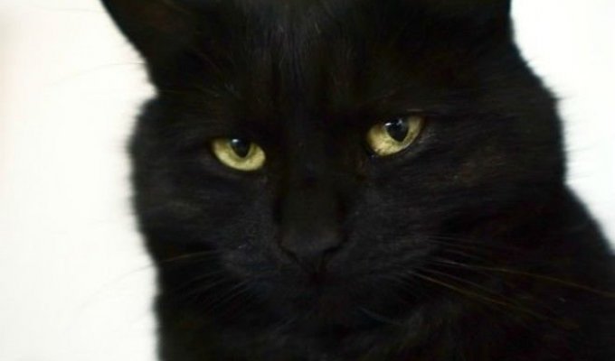 10 замурчательных фактов о черных кошках (12 фото)