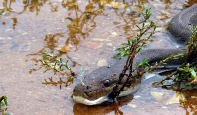 Смертельная схватка хищников: питон против крокодила (13 фото)