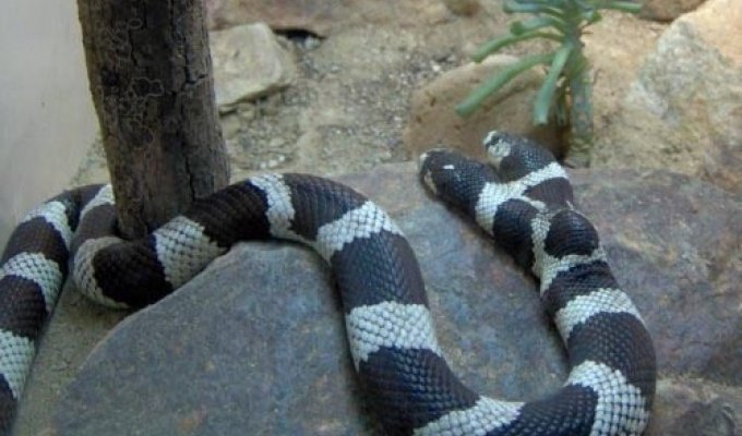  Двуглавый змей (6 Фото)