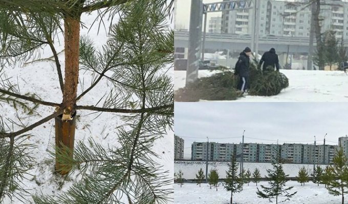 Готовятся к Универсиаде: Красноярск "озеленили" срубленными елками (7 фото + 1 видео)