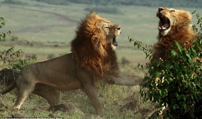 Свирепая битва львов-братьев из-за самки (9 фото)