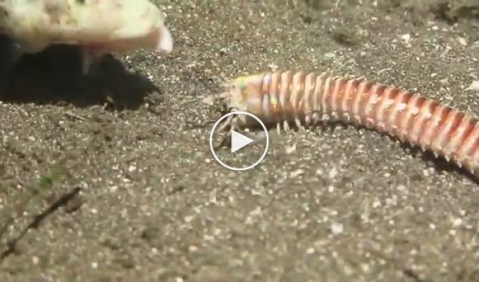 Морской червь атакует рыбу