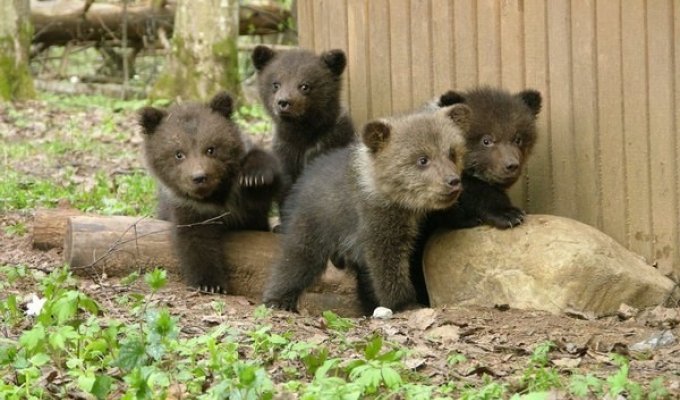 Детский сад для медвежат (7 фото)