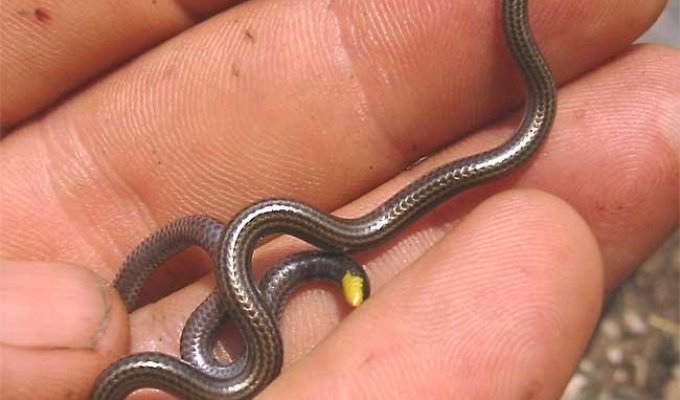 Самая маленькая змея в мире (4 фото)