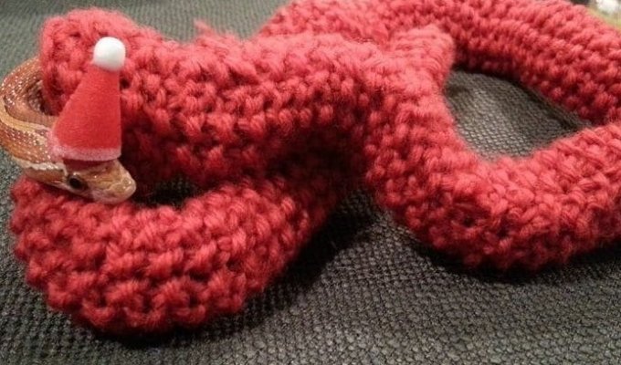 Девушка связала для домашней змеи восхитительный рождественский свитер (8 фото + 1 видео)
