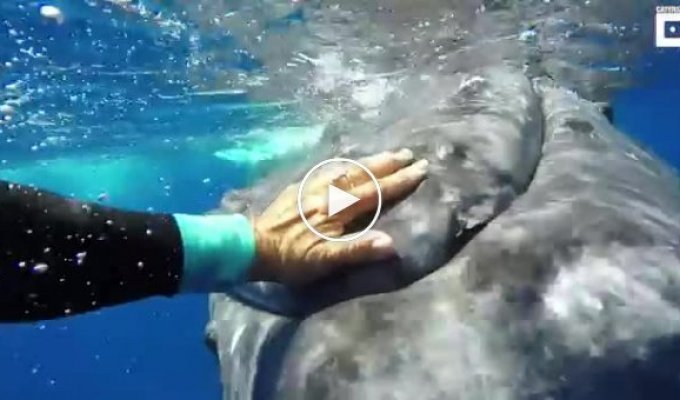 Горбатый кит спас женщину от нападения тигровой акулы