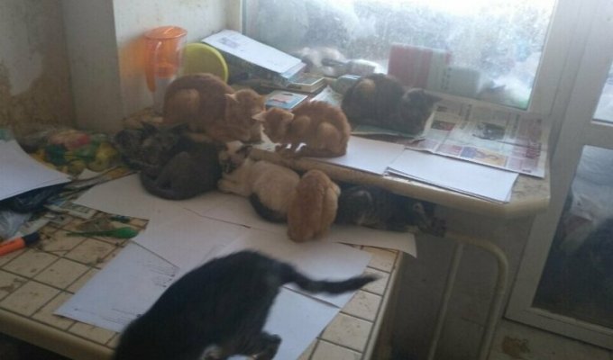 Тюменские приставы вызволили девочку из заточения в компании 30 больных кошек (3 фото)