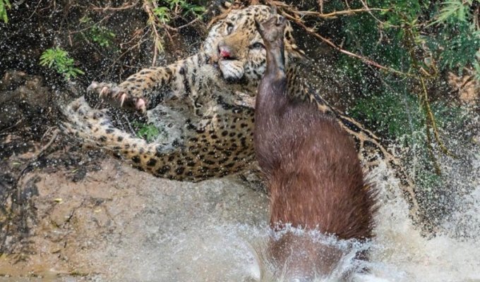Невероятный прыжок спас капибару из когтей ягуара (6 фото)
