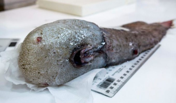 Около Австралии поймали считавшуюся вымершей рыбу без лица (4 фото)