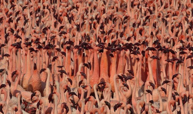 Миллионы розовых фламинго (21 фото)