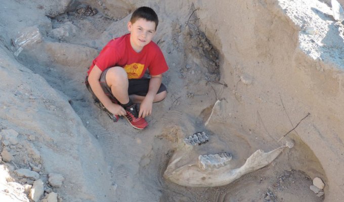 9-летний мальчик случайно нашел череп предка слона возрастом более 1 млн лет (4 фото)