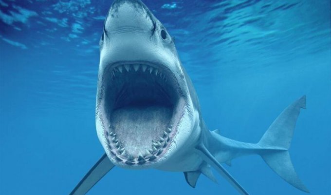Челюсти: 5 глупых мифов об акулах (5 фото)